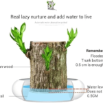 LUCKY BRAZIL WOOD