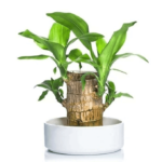 LUCKY BRAZIL WOOD