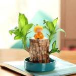 LUCKY BRAZIL WOOD